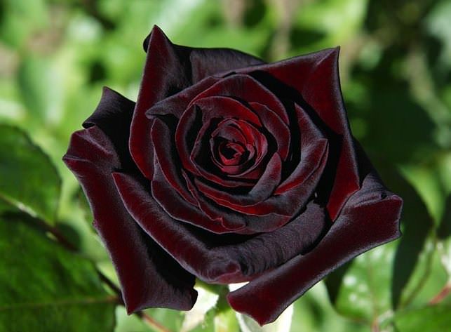 Роза Блэк Баккара обладает относительной устойчивостью к черной пятнистости и очень редко поражается мучнистой росой