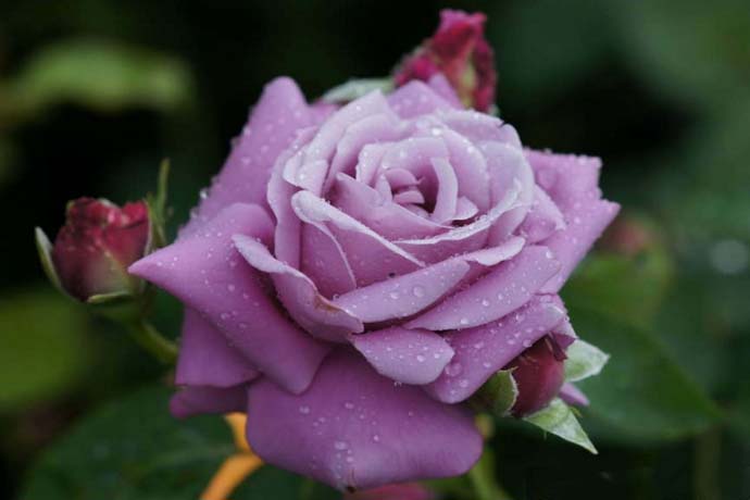 Цветение розы Шарль де Голль обильное, волнообразное, продолжается на протяжении всего летнего периода