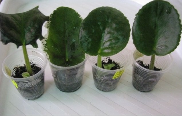 Размножение фиалок быстрее и проще всего осуществлять при помощи листовых черенков