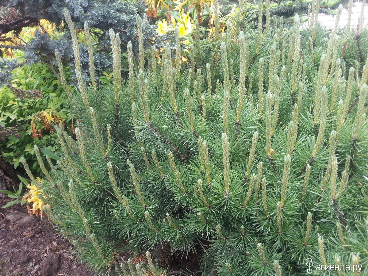 Формирование хвойных ,когда и как