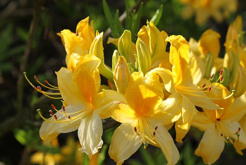 Азалия понтийская: выращивание на садовом участке