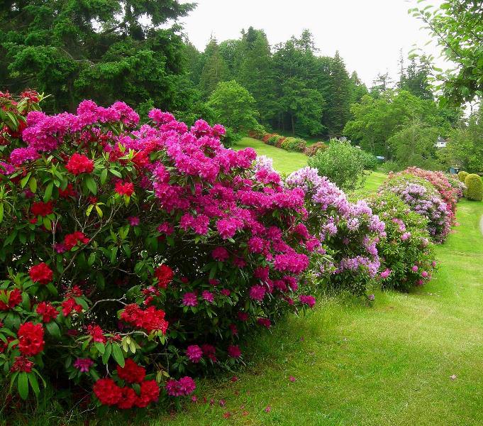 Азалия понтийская: выращивание на садовом участке