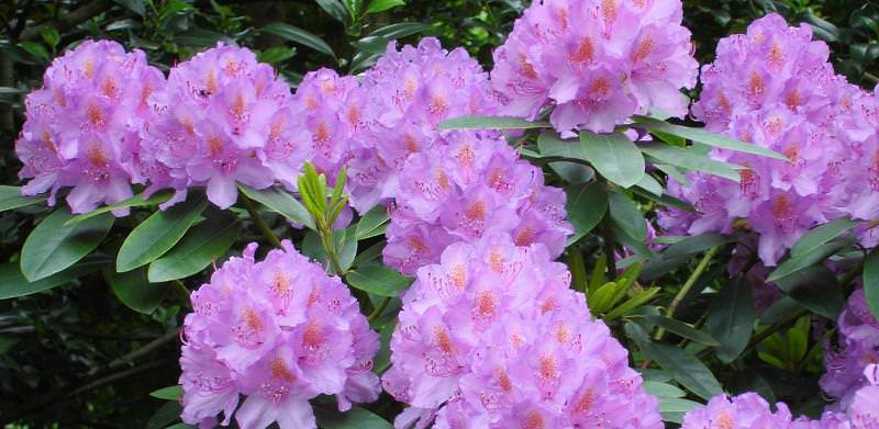 Азалия понтийская: выращивание на садовом участке