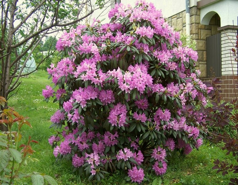 Азалия понтийская: выращивание на садовом участке