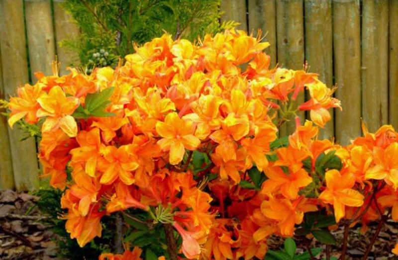 Азалия понтийская: выращивание на садовом участке