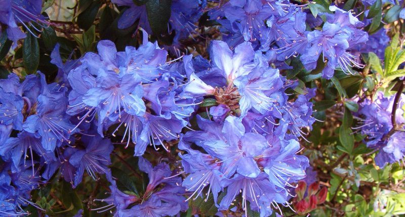 Азалия понтийская: выращивание на садовом участке