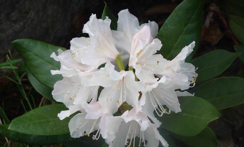 Азалия понтийская: выращивание на садовом участке