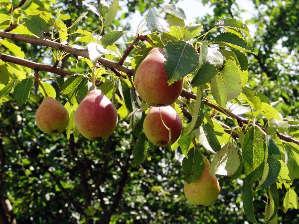 Что делать с грушей, если разламывается ствол