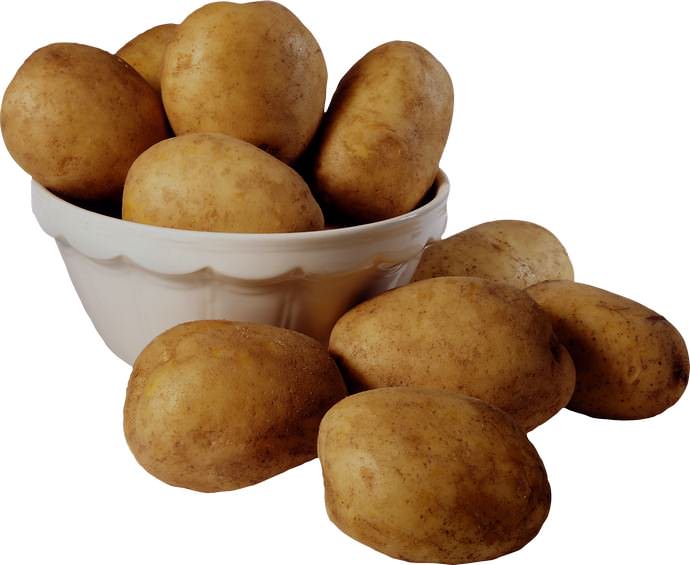 Картофель Лазарь устойчив к возбудителю рака картофеля, фитофторозу и вирусным болезням