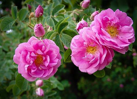 О дамасской розе: описание и характеристики, уход и агротехника выращивания