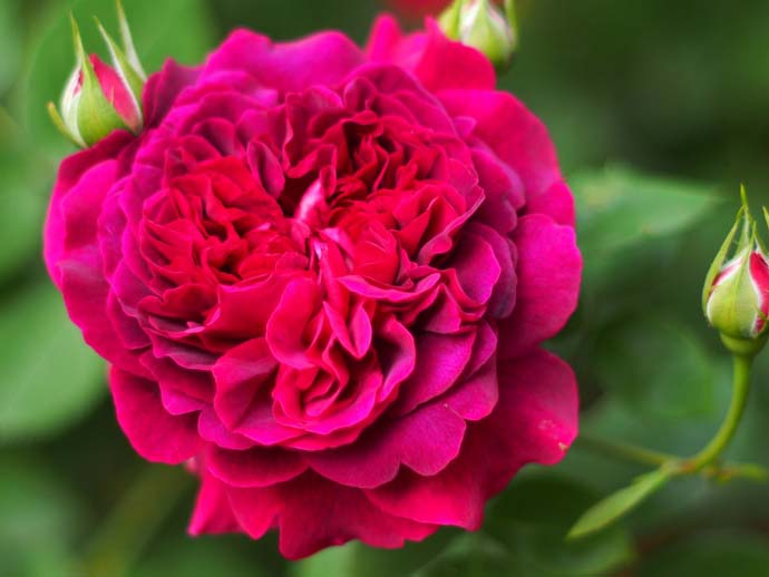 Цветки розы сорта Вильям Шекспир густомахровые — в каждом из бутонов можно насчитать до 65 лепестков