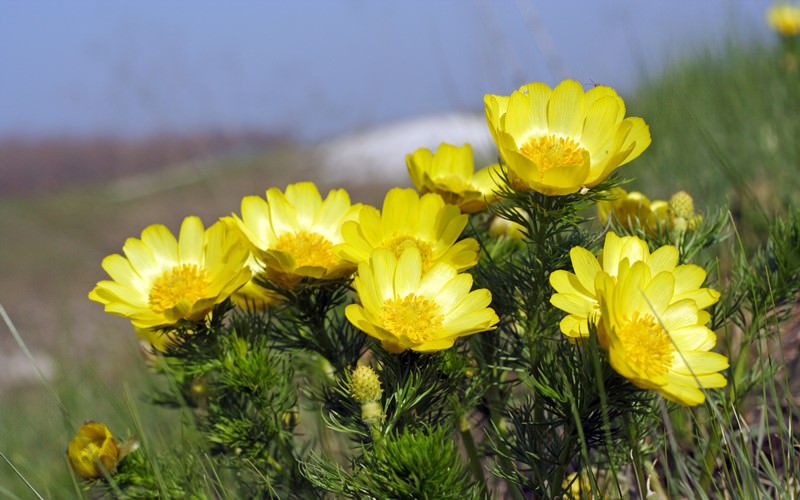 Адонис – очарование летнего солнца в каждом цветке