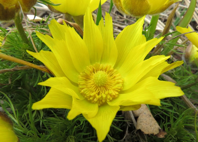 Адонис – очарование летнего солнца в каждом цветке
