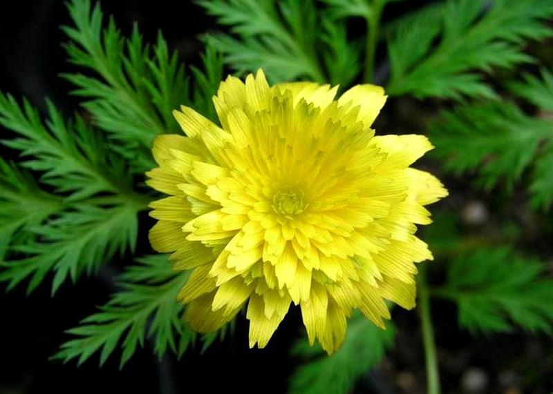адонис цветок фото растения