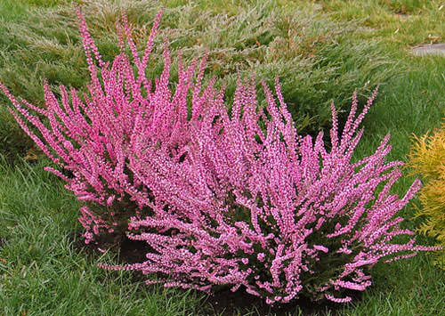 Ответ на Какая почва требуется для выращивания вереска на садовом участке