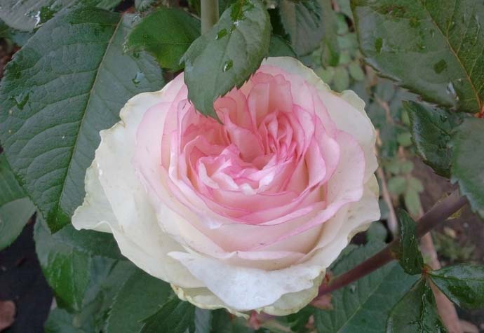 Участок для выращивания розы Дольче Вита должен хорошо освещаться в первой половине дня