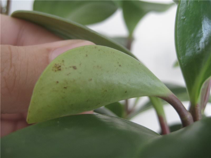 Вялые листья с темными пятнами гнили – чрезмерный полив в условиях слишком низких температур содержания цветка