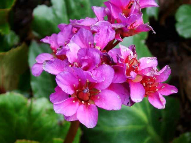 Бадан толстолистный: красивое и целебное растение на вашем участке