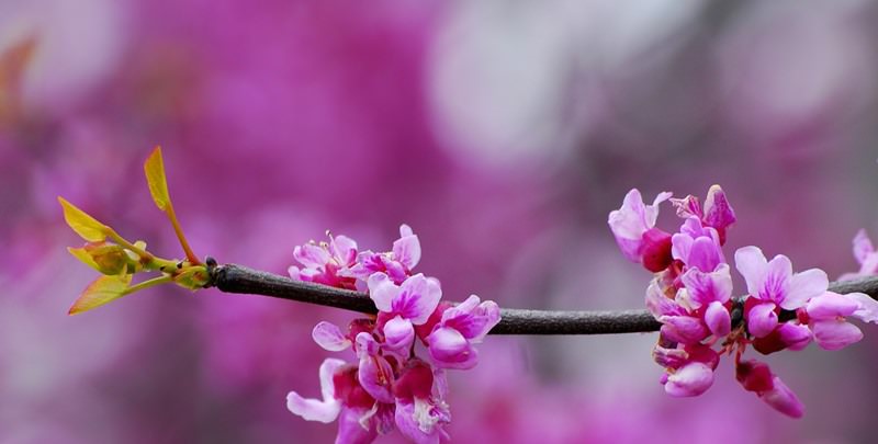 Ландшафтные особенности багрянника