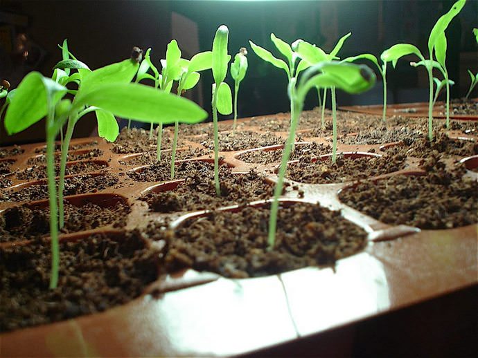 В разных регионах семена рекомендуется сеять в разный период из-за различия климатических условий