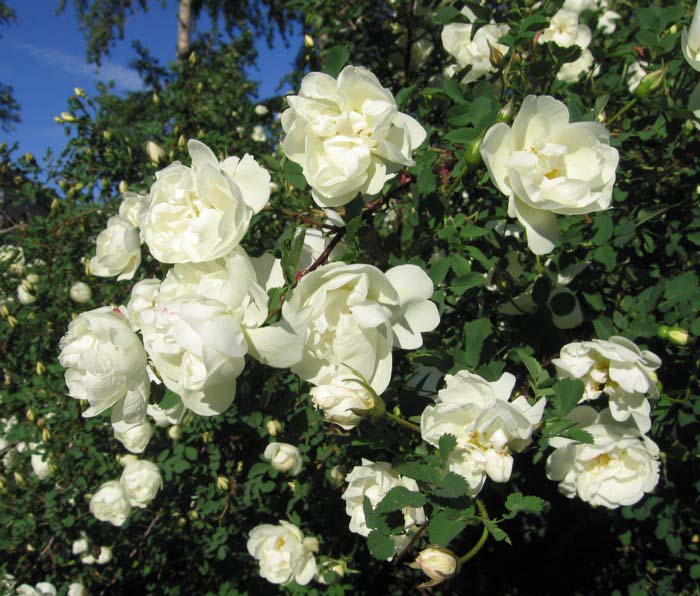 Белый шиповник: описание растения, популярные сорта, уход за кустами, размножение