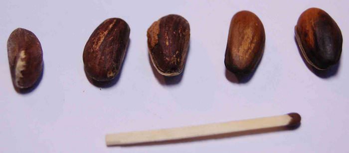 Семена для выращивания бонсай можно найти в ботанических садах или даже в общественных парках