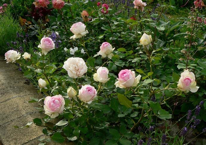 Бордюрные розы сорта фото с названиями и описанием