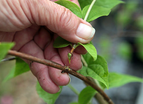 Размножение зелеными черенками жасмина гарантирует стопроцентное укоренение