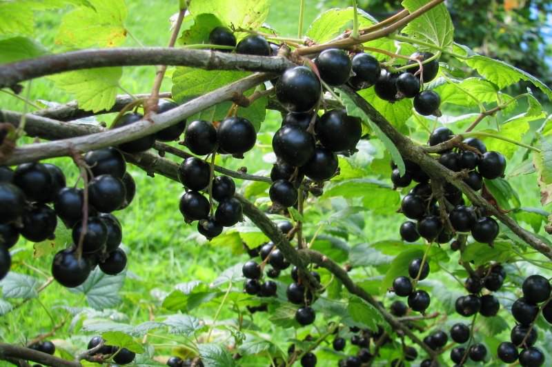 Черная сморода обладает сильным и даже резким запахом. Это признак химического превосходства этого вида над другими