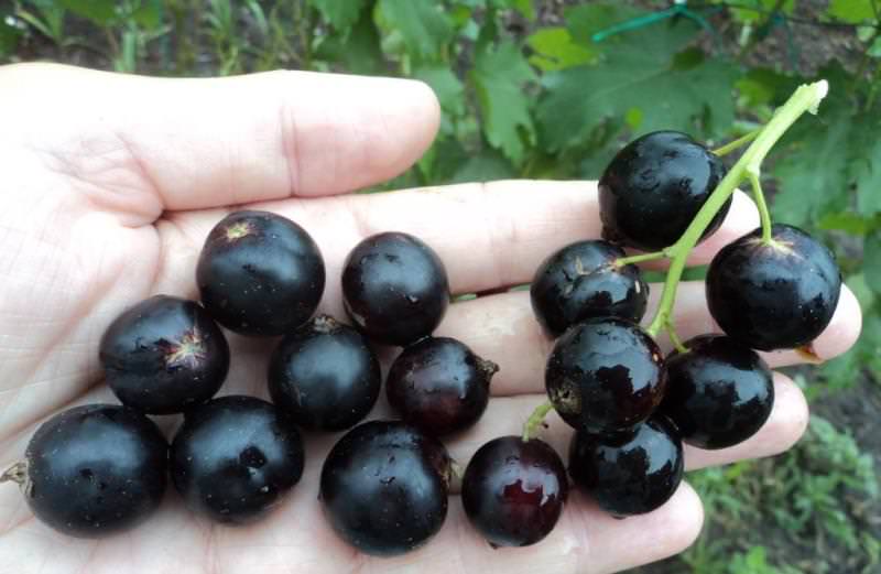 Черная смородина Грация относится к среднеспелым сортам с высокой урожайностью