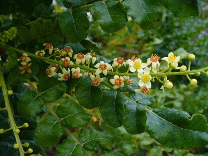 Босвеллия серрата (пильчатая): экстракт boswellia serrata, польза ...