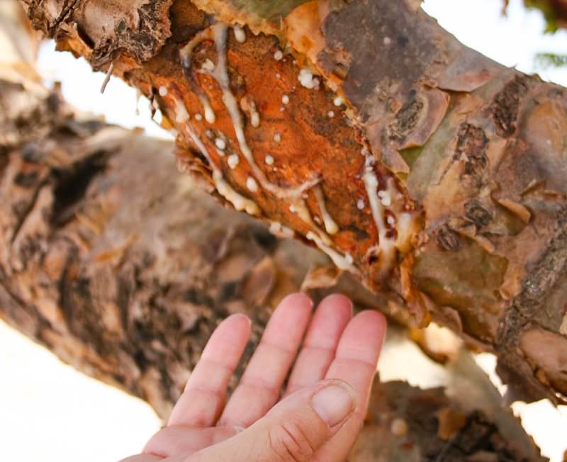 Активная выработка камеде-смолы начинается у растений в возрасте от восьми до десяти лет