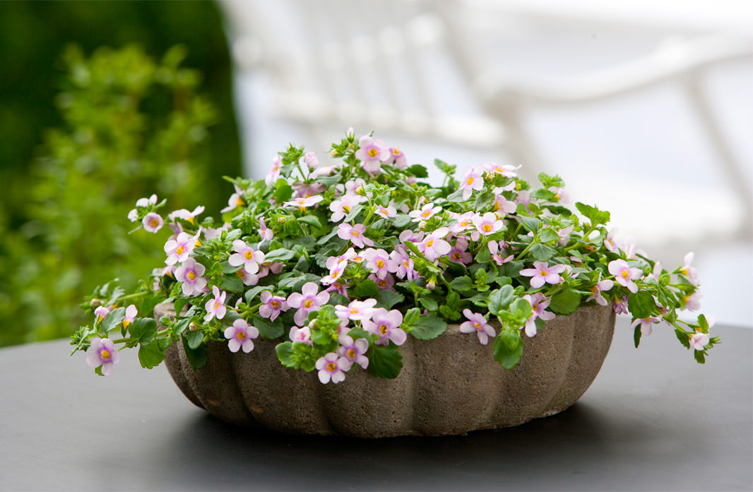 Бакопа Монье лечит болезнь Альцгеймера, болезнь Паркинсона и атеросклероз