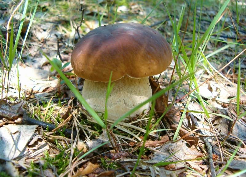 Полевой белый гриб фото и описание