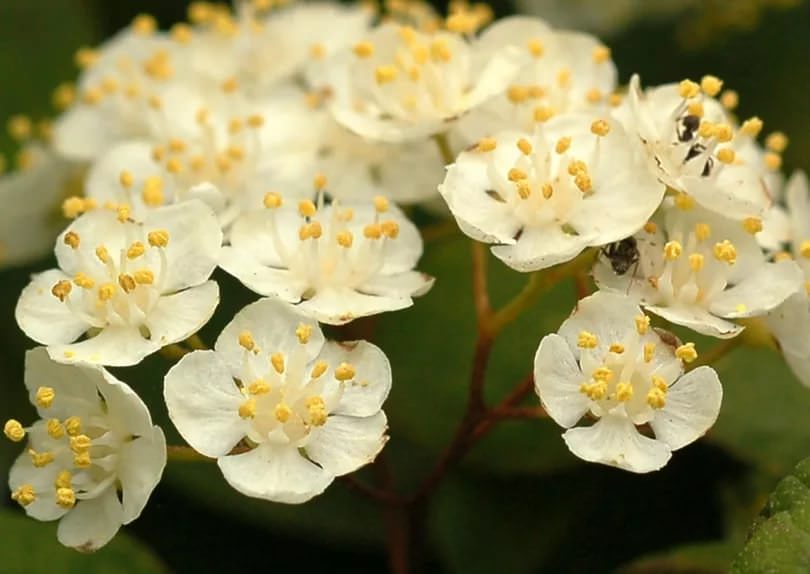 Цветы средний. Дейция Амурская. Дейция мелкоцветковая. Deutzia amurensis. Дейция Амурская куст.