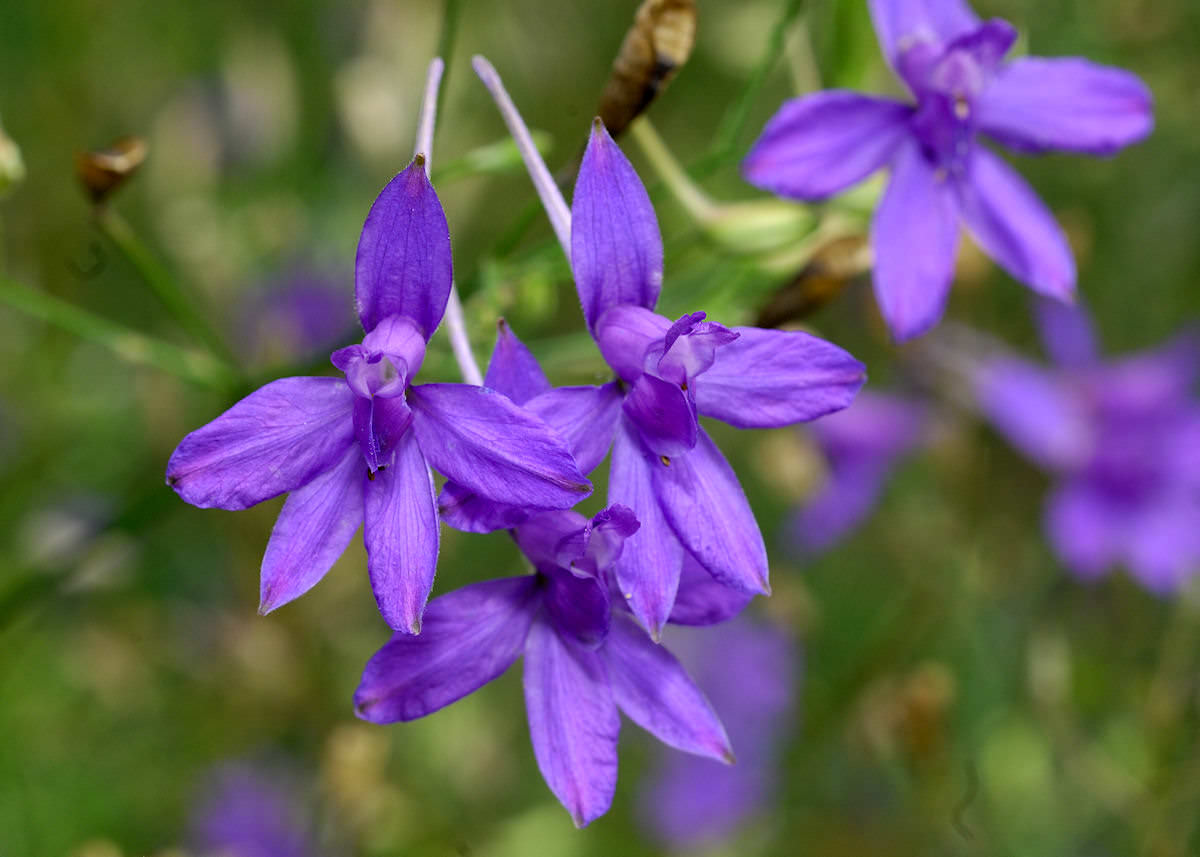 Как называется цветок с фиолетовыми цветами фото и названия