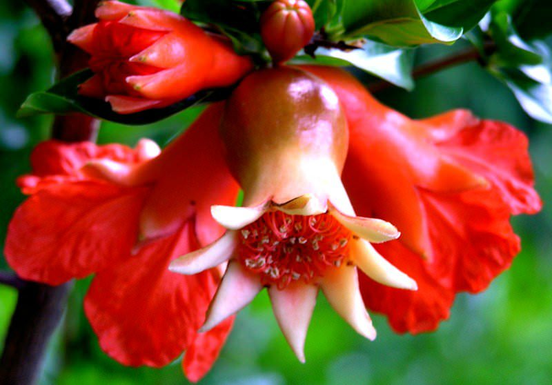 Основная польза граната – оптимизация кровотока, укрепление прочности сосудов