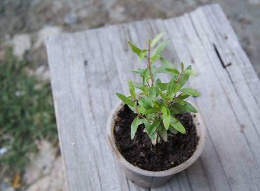 Позаботиться о формировании красивой кроны нужно на ранних стадиях развития, поскольку молодой гранат дает много побегов в начале жизни