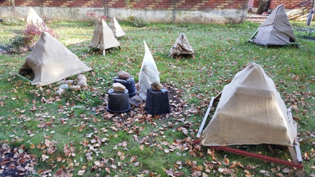 В наших широтах укрытие куста на зиму – обязательное условие