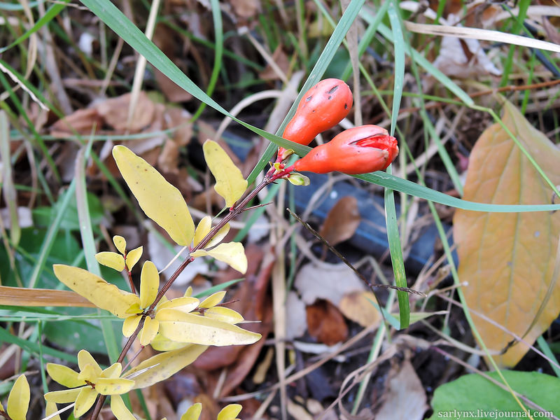 Болезни граната связаны с пожелтением и выпадением листьев