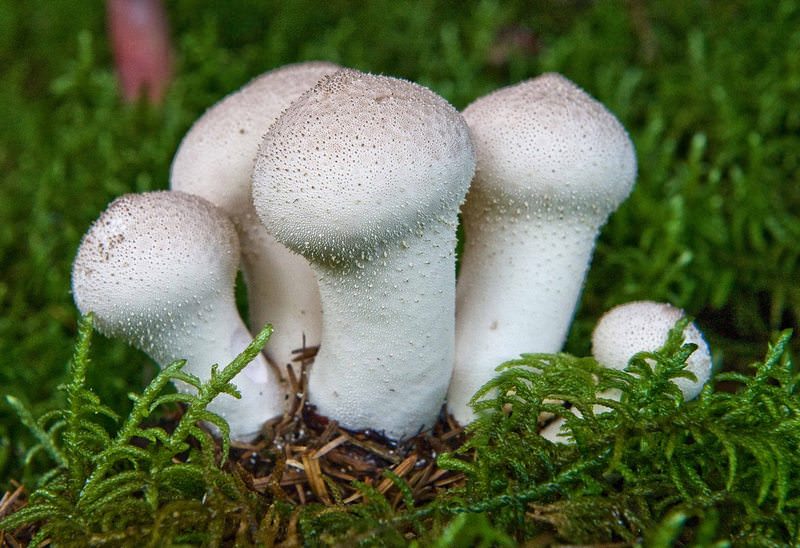 Дождевики – белые грибы округлой формы, появляющиеся на природе и в парках в конце лета