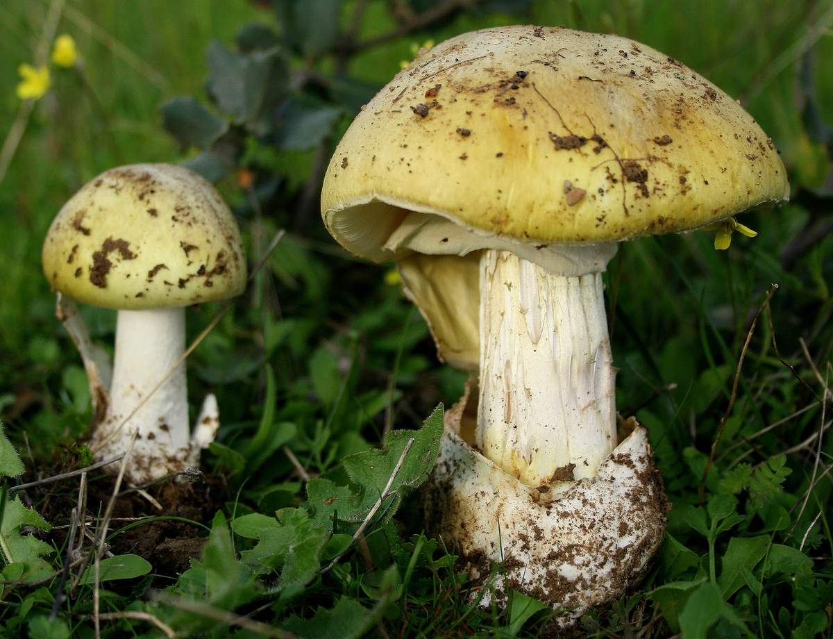 Ядовитые грибы белая боганка