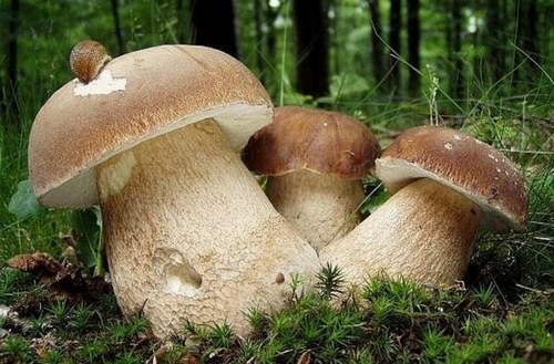 Боровики – грибы, которые обладают исключительно ценными питательными свойствами