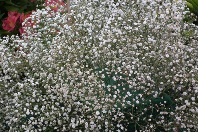 Цветок гипсофила- посадка и уход в открытом грунте, виды и сорта с фото