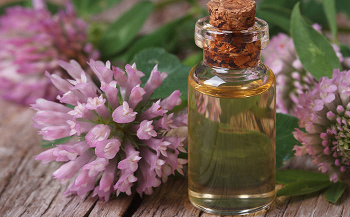 Самый обычный клевер помогает хорошо справиться с простудой