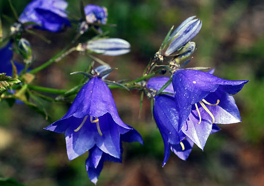 Цветок колокольчик (56 фото): персиколистный, широколистный, карпатский,  выращивание из семян кампанулы садовой
