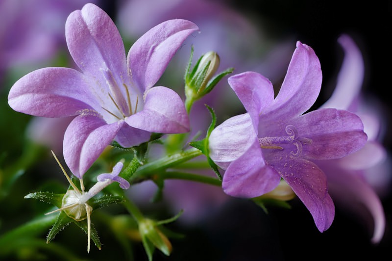 Цветок колокольчик получил широкое распространение в садовом разведении