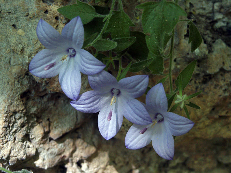 Колокольчик ломкий (campanula fragilis)