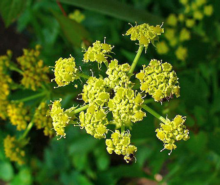 каз уляне что за трава. dd levisticum officinale. каз уляне что за трава фото. каз уляне что за трава-dd levisticum officinale. картинка каз уляне что за трава. картинка dd levisticum officinale.