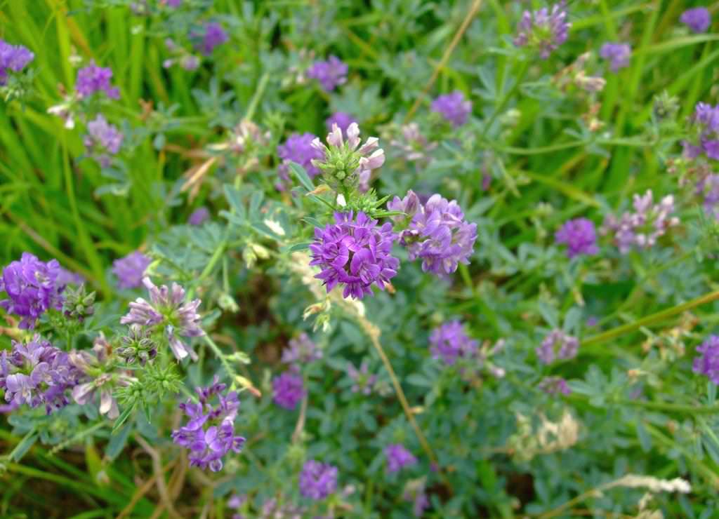 Люцерна посевная (alfalfa): полезные свойства алфалфа, применение в  таблетках, как выглядит растение, фото